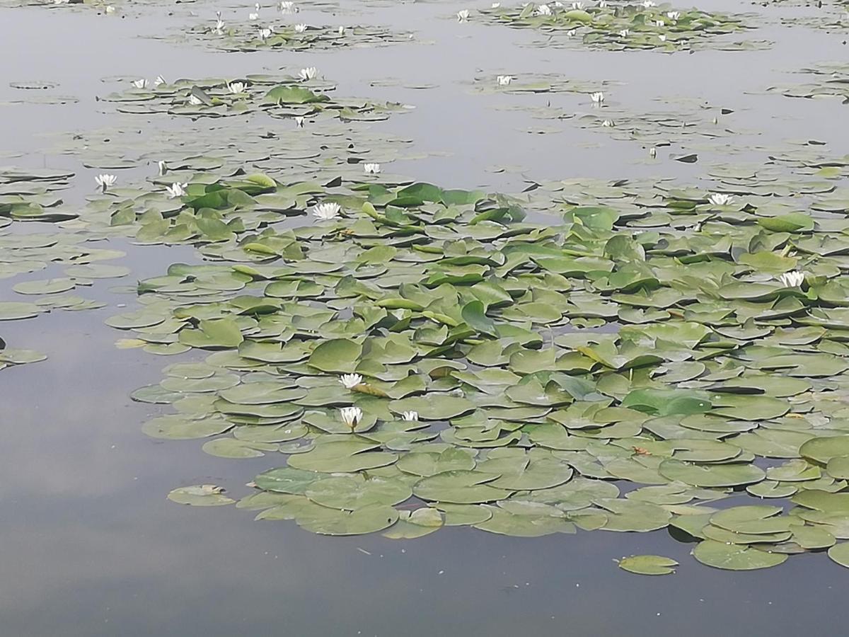 Pensiunea Scoika Steaguri Neptun Εξωτερικό φωτογραφία