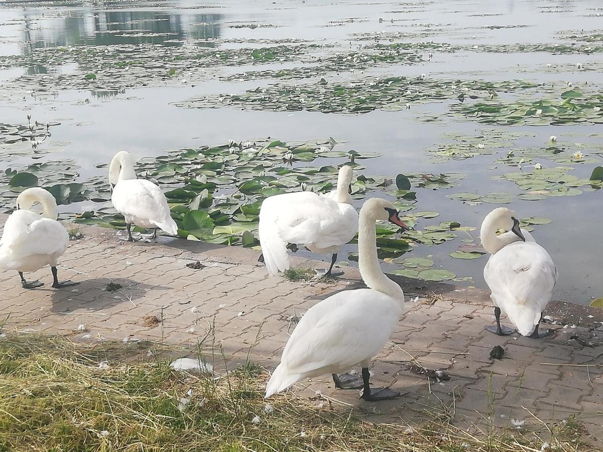 Pensiunea Scoika Steaguri Neptun Εξωτερικό φωτογραφία